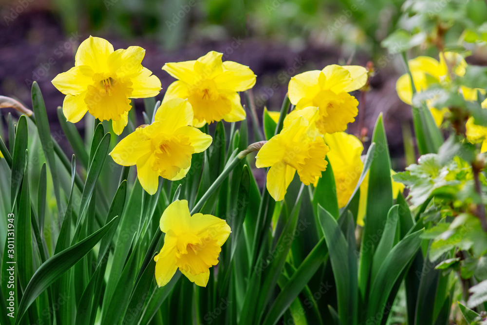 Yellow daffodils among green leaves on flowerbed_ Yellow daffodils among green leaves on flowerbed_