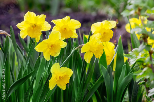 Yellow daffodils among green leaves on flowerbed_
