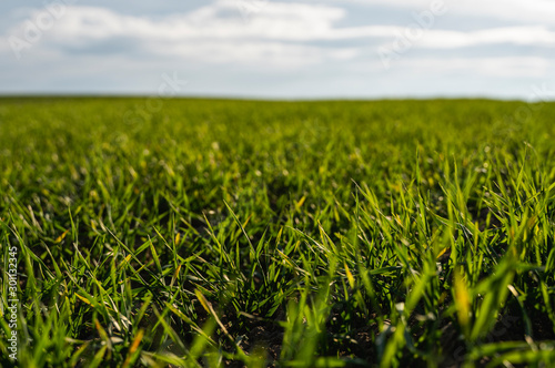 Young wheat seedlings growing on a field in autumn. Young green wheat growing in soil. Agricultural proces. Close up on sprouting rye agriculture on a field sunny day with blue sky. Sprouts of rye.