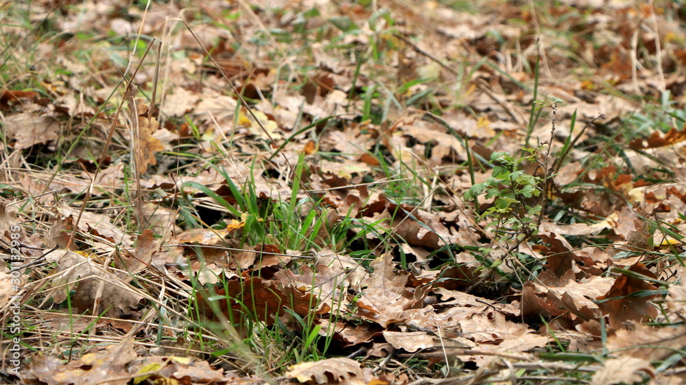 Forest views, landscapes, during fall season. Pieces of green moss, ferns, wood, foliage, orange leaves. Closeup/Macro. Fresh growing land, wilderness. Brown, orange, yellow colors. Texture of nature. Forest views, landscapes, during fall season. Pieces of green moss, ferns, wood, foliage, orange leaves. Closeup/Macro. Fresh growing land, wilderness. Brown, orange, yellow colors. Texture of nature.