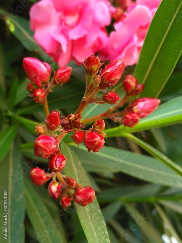 Bush bright pink flowers with buds on green branches