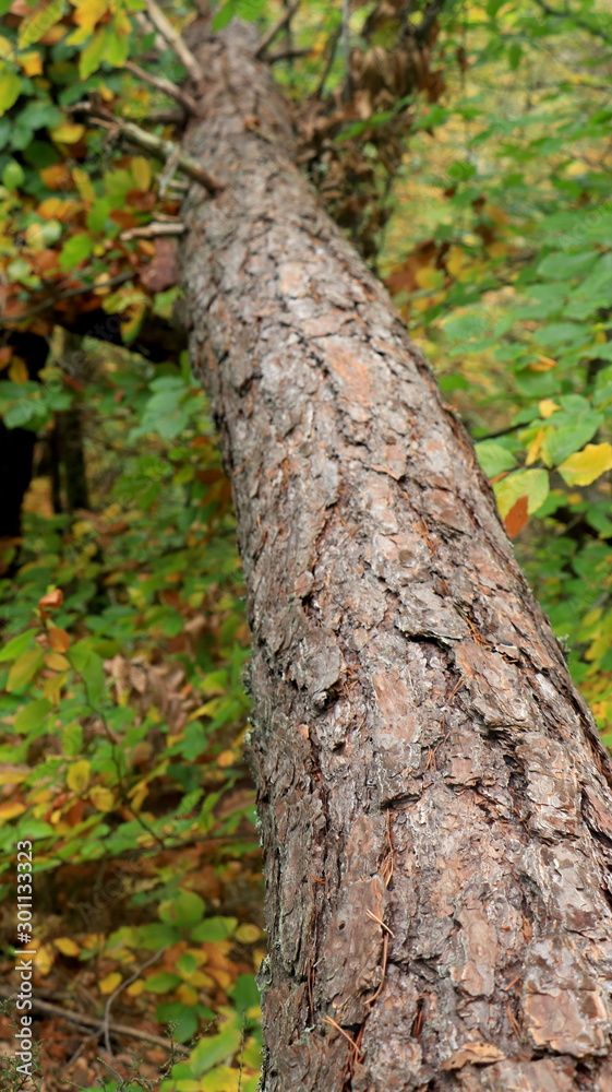 Trees in the woods, inside a forest during fall season. Trunk, bark, branch, leaves, green & brown color. Ocotber in nature. Oak, birch, pine, maple... Moss around, foliage in wild environment. Fresh. Trees in the woods, inside a forest during fall season. Trunk, bark, branch, leaves, green & brown color. Ocotber in nature. Oak, birch, pine, maple... Moss around, foliage in wild environment. Fresh.