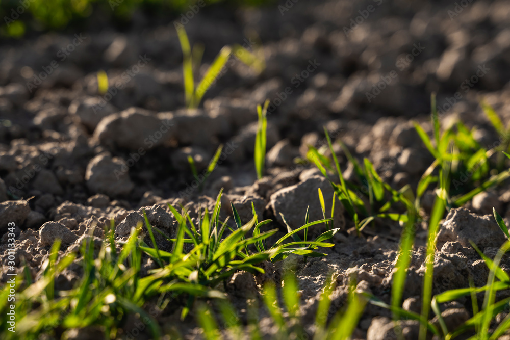 Young wheat seedlings growing on a field in autumn. Young green wheat growing in soil. Agricultural proces. Close up on sprouting rye agriculture on a field sunny day with blue sky. Sprouts of rye.