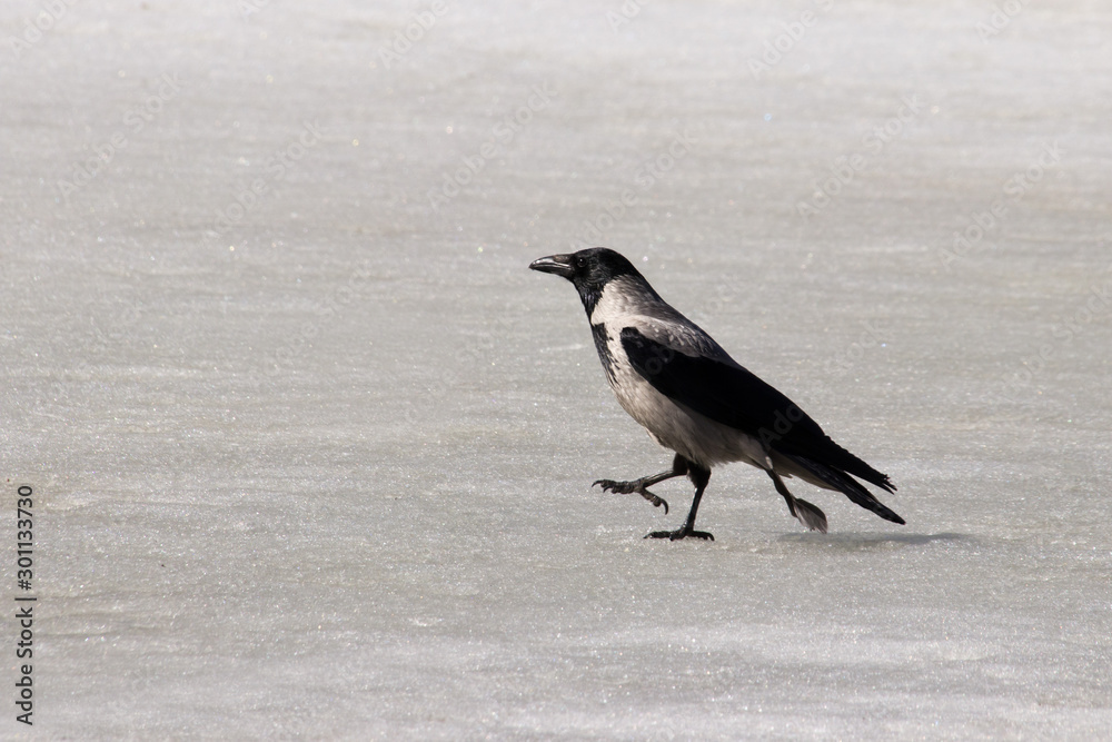 Crow walks on snowy ice solid horizontal background Crow walks on snowy ice solid horizontal background