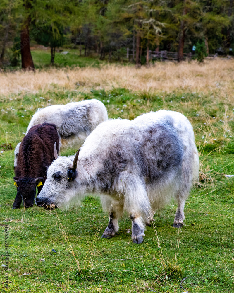 Fototapeta premium Yak in Sulden