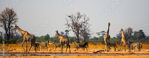 Panoramic scene of a vibrant waterhole in Hwange National Park.  Zebras and Giraffe congregate around a small waterhole in the midday sun, heat Haze and flying dust particles are visible.  Zimbabwe