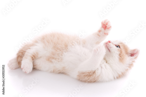 Cute playful kitten cat isolated on white © serkucher