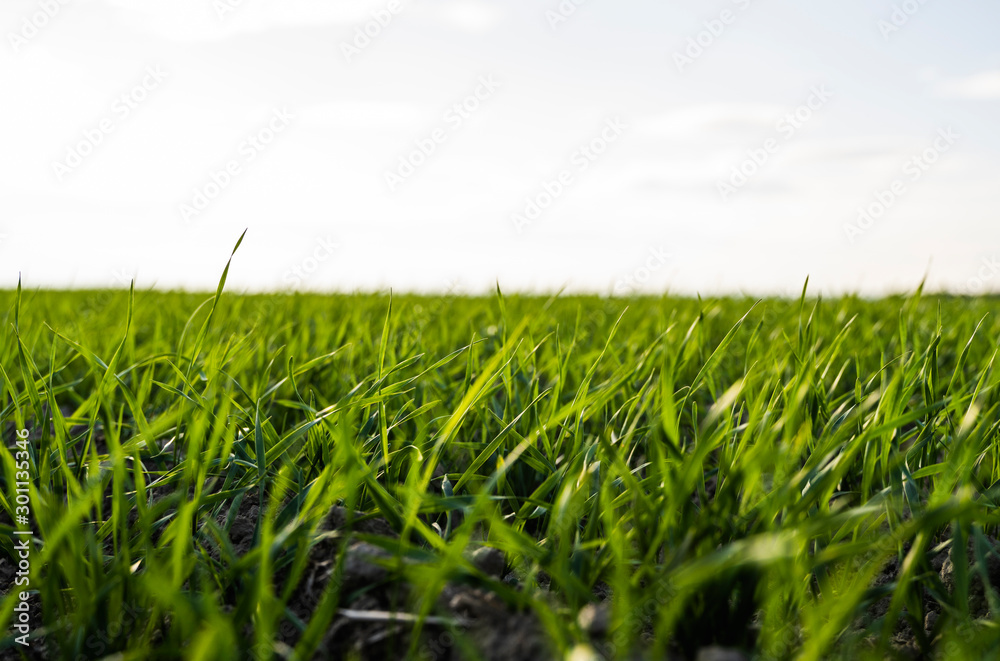 Fototapeta premium Young wheat seedlings growing on a field in autumn. Young green wheat growing in soil. Agricultural proces. Close up on sprouting rye agriculture on a field sunny day with blue sky. Sprouts of rye.