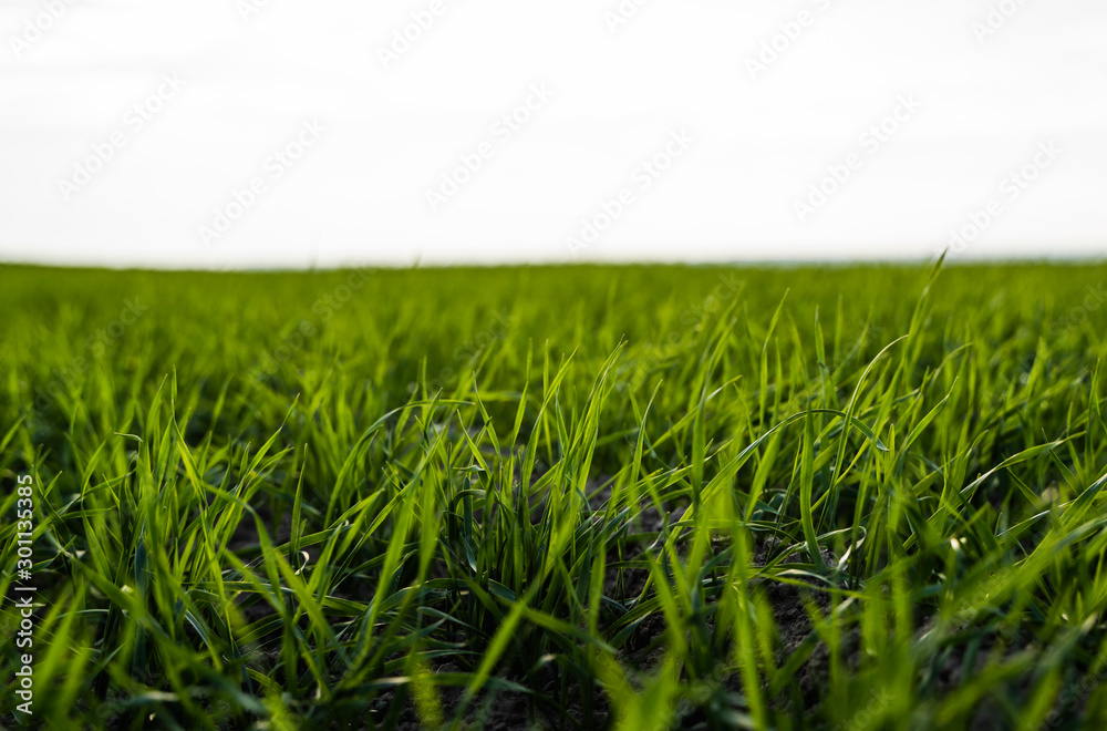 Young wheat seedlings growing on a field in autumn. Young green wheat growing in soil. Agricultural proces. Close up on sprouting rye agriculture on a field sunny day with blue sky. Sprouts of rye. Young wheat seedlings growing on a field in autumn. Young green wheat growing in soil. Agricultural proces. Close up on sprouting rye agriculture on a field sunny day with blue sky. Sprouts of rye.