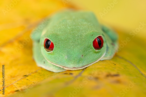Agalychnis callidryas