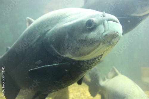 fish in aquarium