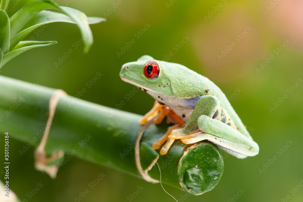 Fototapeta premium Agalychnis callidryas
