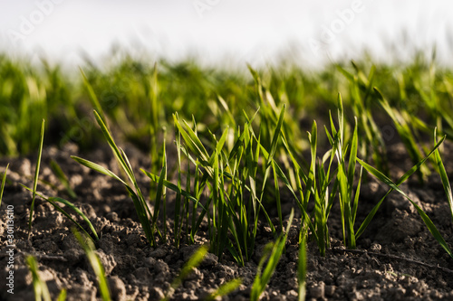 Young wheat seedlings growing on a field in autumn. Young green wheat growing in soil. Agricultural proces. Close up on sprouting rye agriculture on a field sunny day with blue sky. Sprouts of rye.