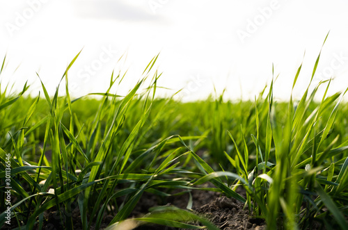 Young wheat seedlings growing on a field in autumn. Young green wheat growing in soil. Agricultural proces. Close up on sprouting rye agriculture on a field sunny day with blue sky. Sprouts of rye.