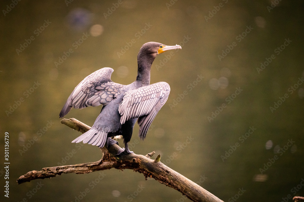 Fototapeta premium cormorant
