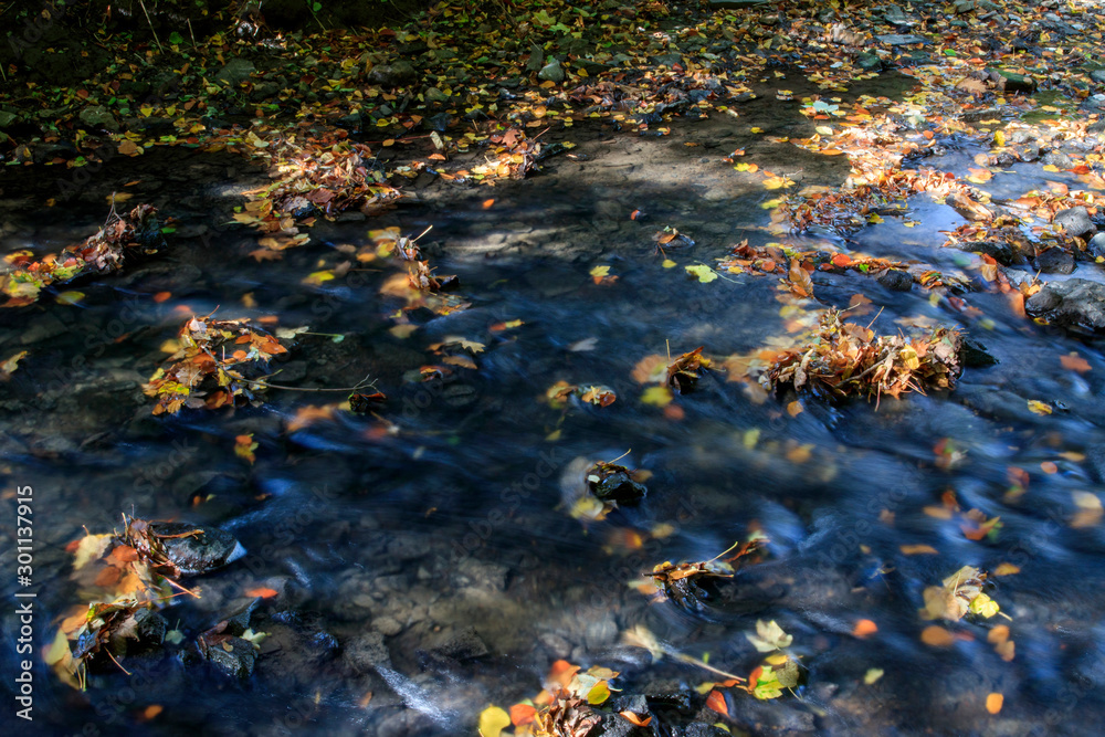 L'eau et la forêt L'eau et la forêt