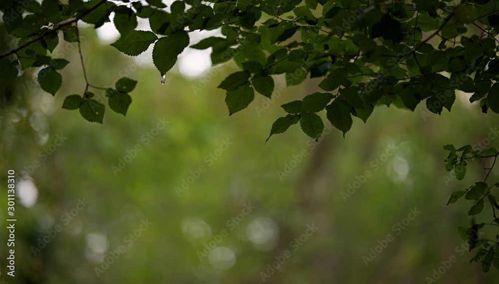 Feuillage arbre ombragé forêt humide sombre
