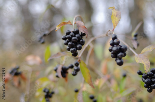 Clusters fruit black elderberry in garden in sun light (Sambucus nigra). Common names: elder, black elder, European elder, European elderberry and European black elderberry.