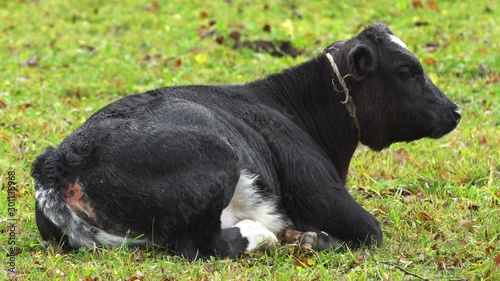 A young calf lying on the ground HD