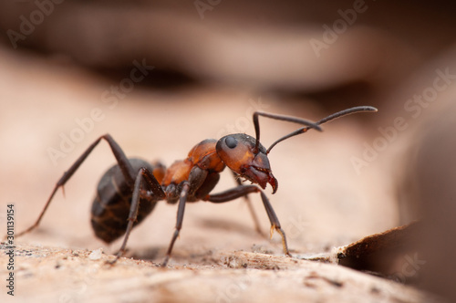 Ant