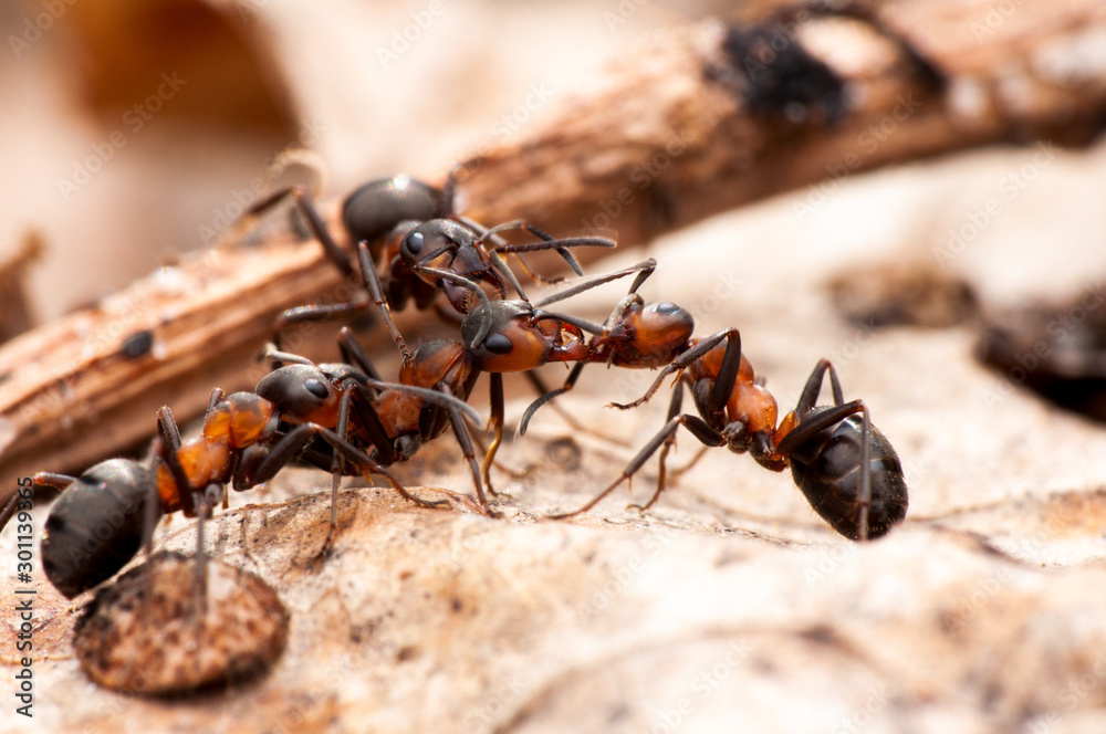 Ant