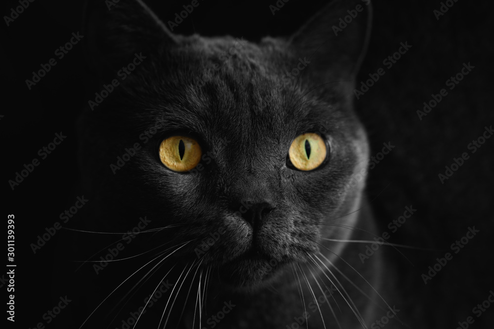 Black british cat closeup  with yellow eyes in dark background. wallpaper