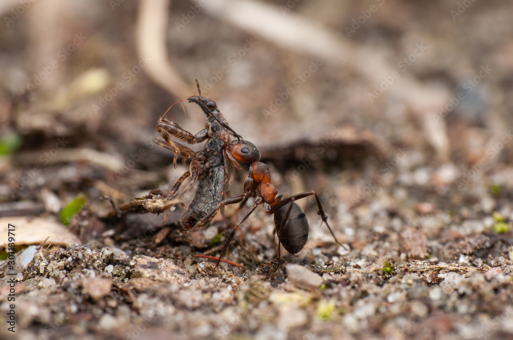 Ant Ant