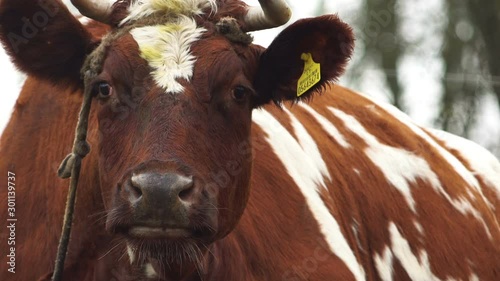 Cow Close Up Of Mouth Chewing The Cud HD