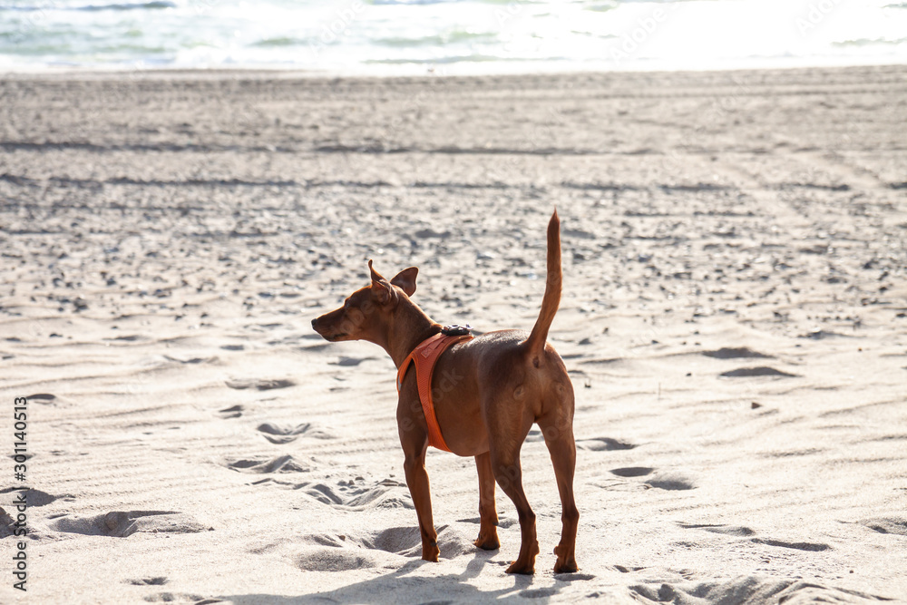 Miniature Pinscher dog outdoor walking on sandy beach Miniature Pinscher dog outdoor walking on sandy beach