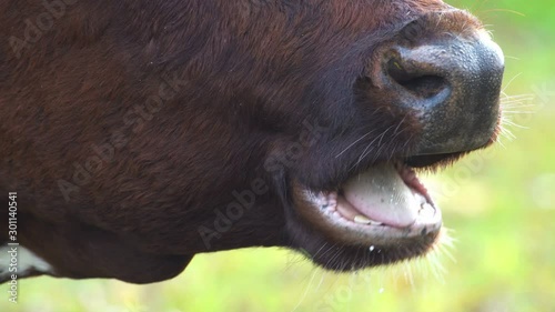 Brown Cow Close Up Of Mouth Chewing The Cud 4K