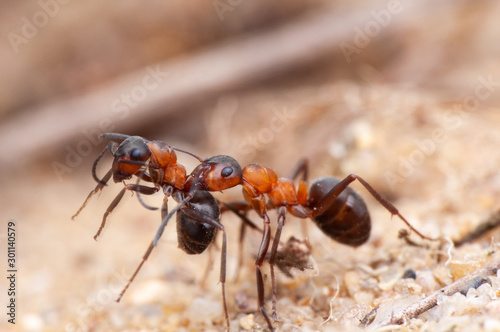 Ant photo