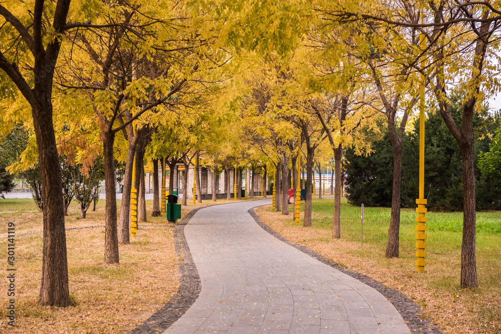 The winding path and golden leaf trees in the park, the concept of autumn color.