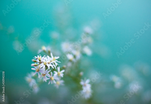 Wild White Daisy Blue Tones Flowers