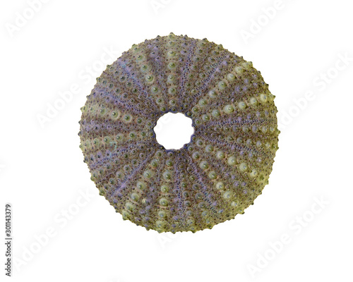 Urchin Shell