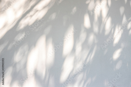 Shadow of leaf on white wall background