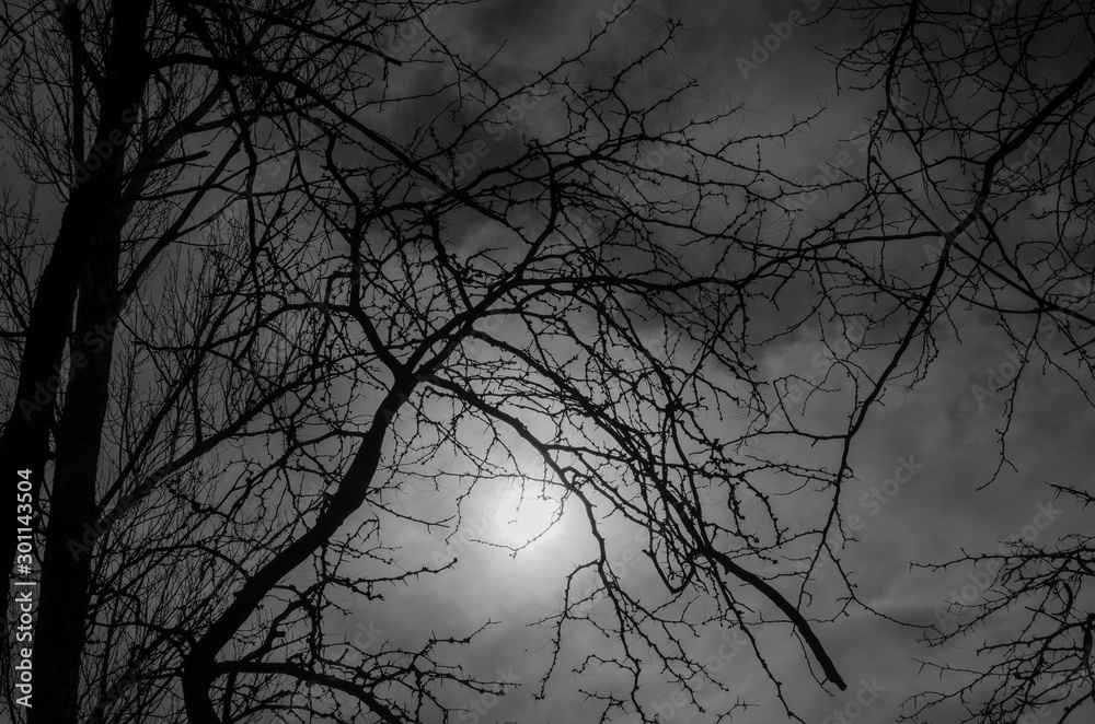 Autumn has come, bare branches of trees and the sun shines through Autumn has come, bare branches of trees and the sun shines through
