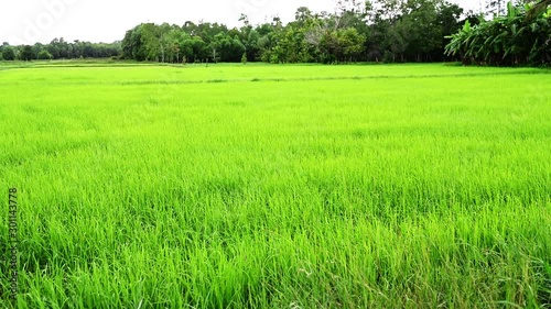 Green young rice field texture with  Green rice plants,4K footage photo
