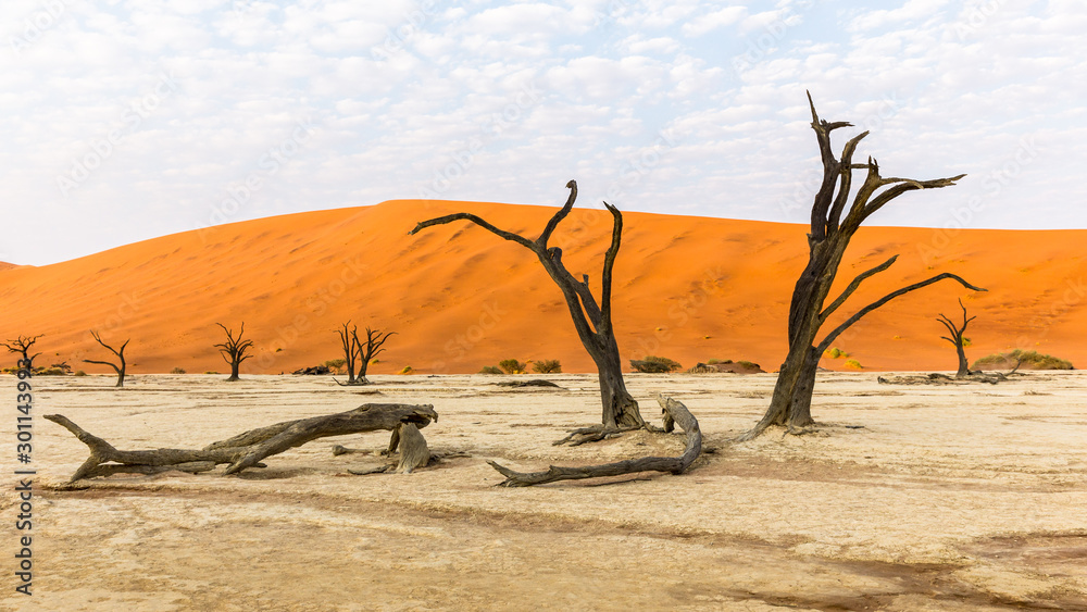 Morning visit of Deadvlei with its multicentenary trees (acacias) that have dried on site Morning visit of Deadvlei with its multicentenary trees (acacias) that have dried on site