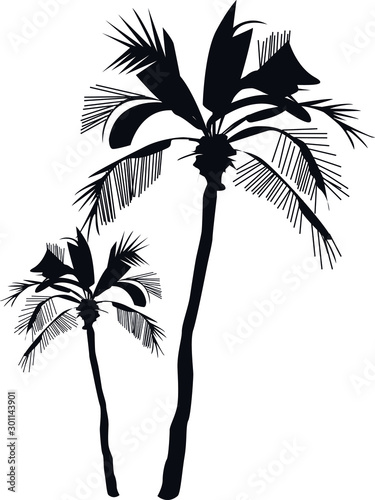 Vector Palm Trees