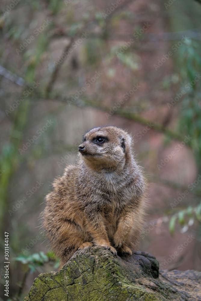 Fototapeta premium Erdmännchen
