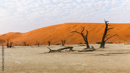 Morning visit of Deadvlei with its multicentenary trees (acacias) that have dried on site photo