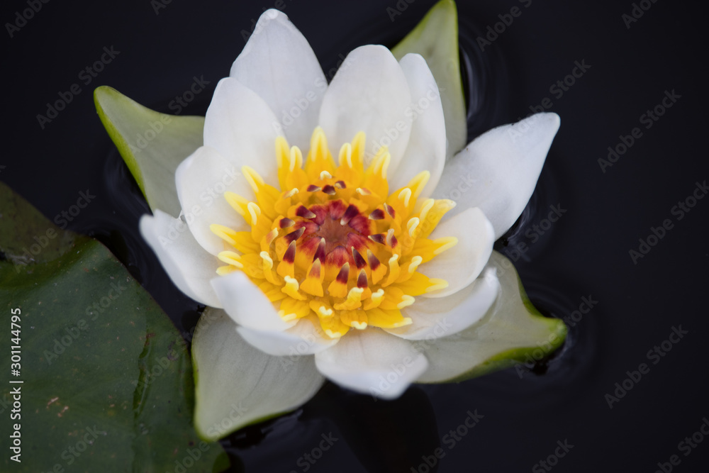 water lily blossom close-up floating in the lake water lily blossom close-up floating in the lake