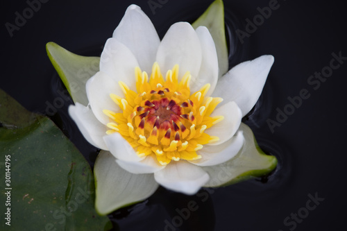 water lily blossom close-up floating in the lake © Ilari