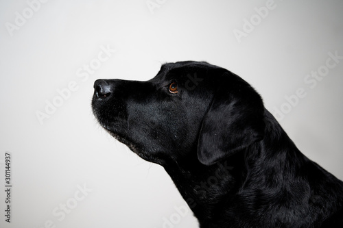 Black and old labrador retriever dog portrait in studio © Ilari