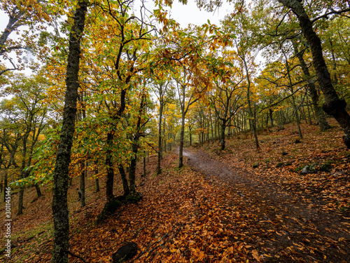 Path in the middle of the chestnut forest with the dry leaves on the ground