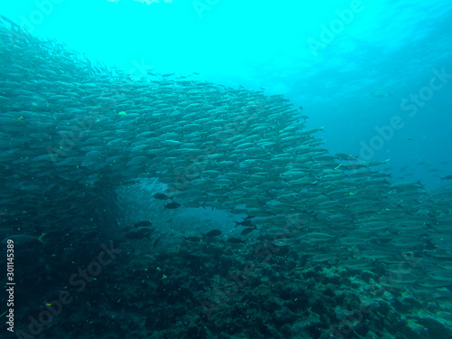 Just some fishes, Galapagos Islands