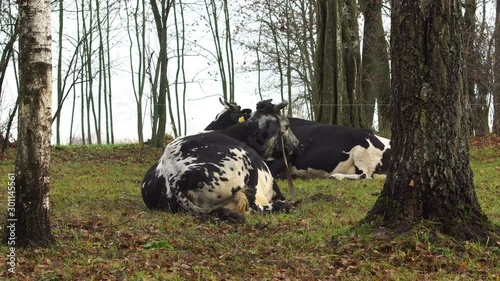 Cows lying on the autumnal pasture 4K