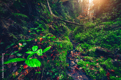 Beautiful autumn mysterious forest with small river in valley with green moisty foliage, trees lit by golden morning soft light photo