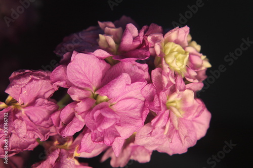 Soft Purple Flowers