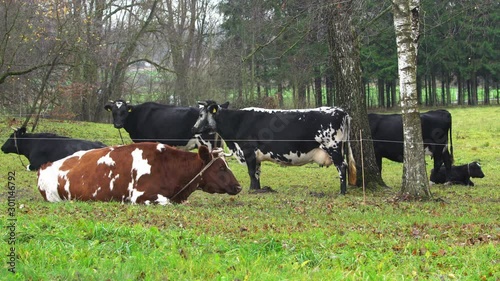 Small herd of cows on a green pasture 4K